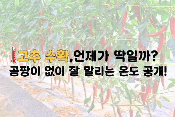 2025 고추 수확 시기와 건조 온도는? 수분 함량·곰팡이 예방법까지 총정리