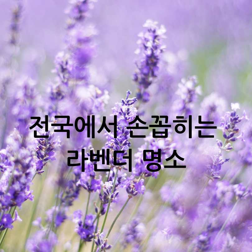 무릉별유천지 라벤더 축제 2025