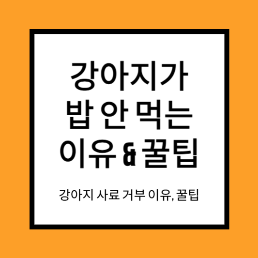 강아지 밥 안먹는 이유