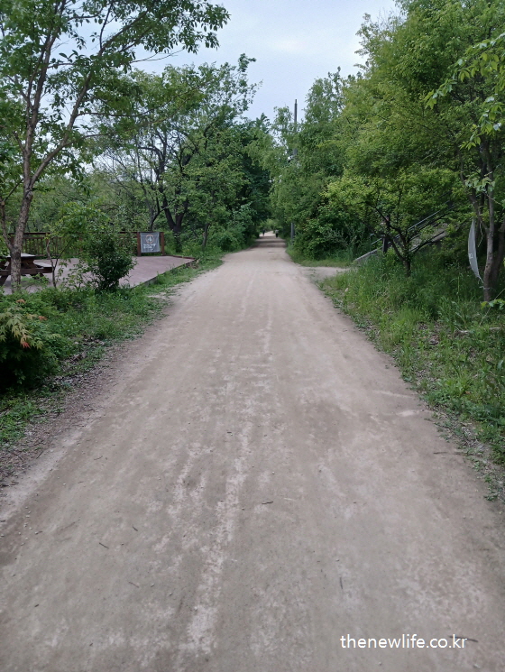 숲속을 따라 조용히 이어지는 평평한 흙길 걷기 산책로