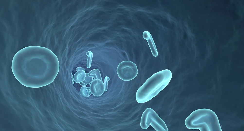 항응고제와 항혈소판제의 작용 원리