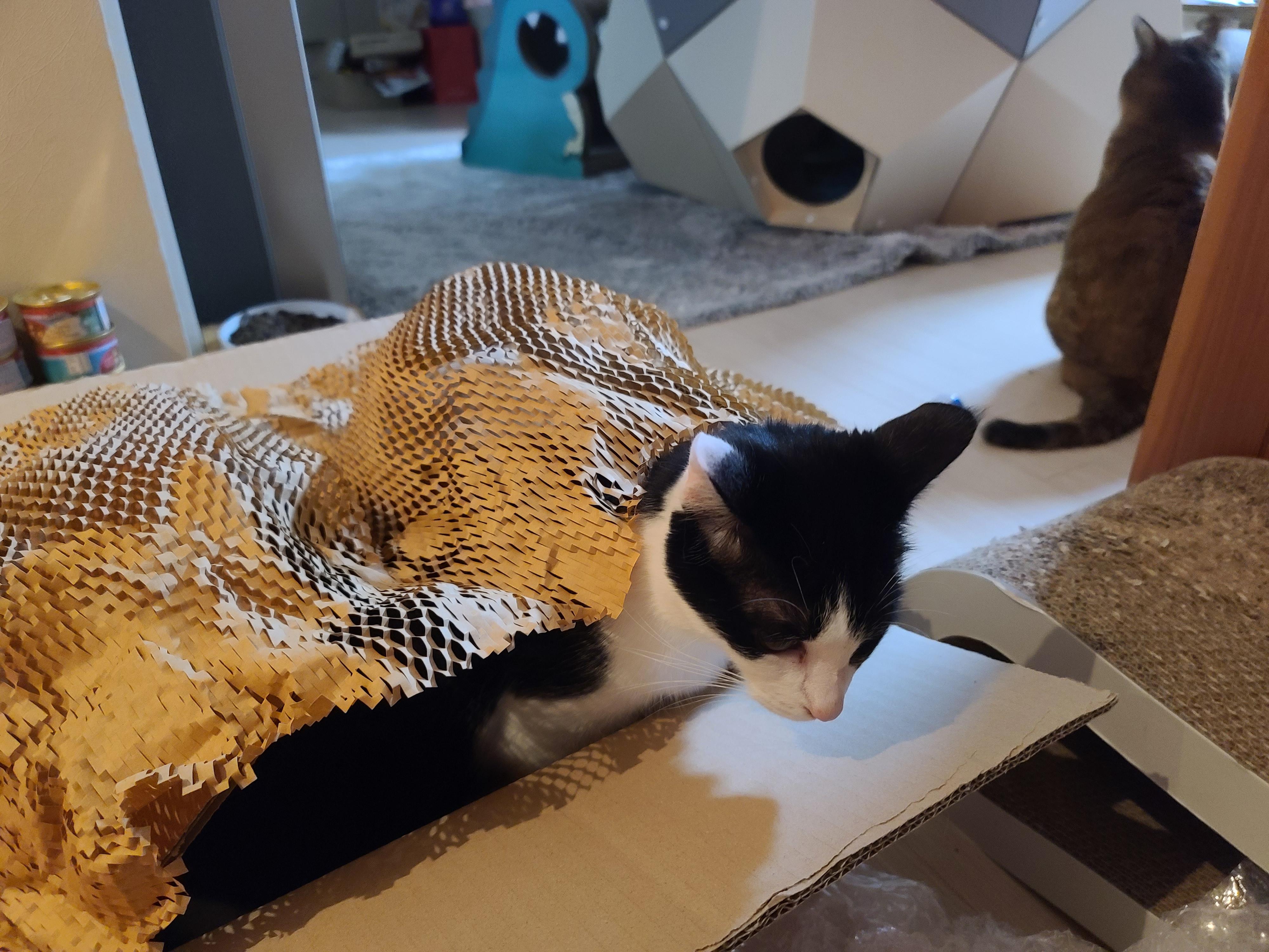 아이들의 호기심을 자극하는 장난감이 택배에 딸려왔다!