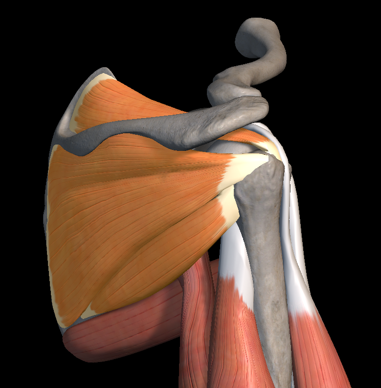 어깨 회전근개 파열 증상 원인 치료법