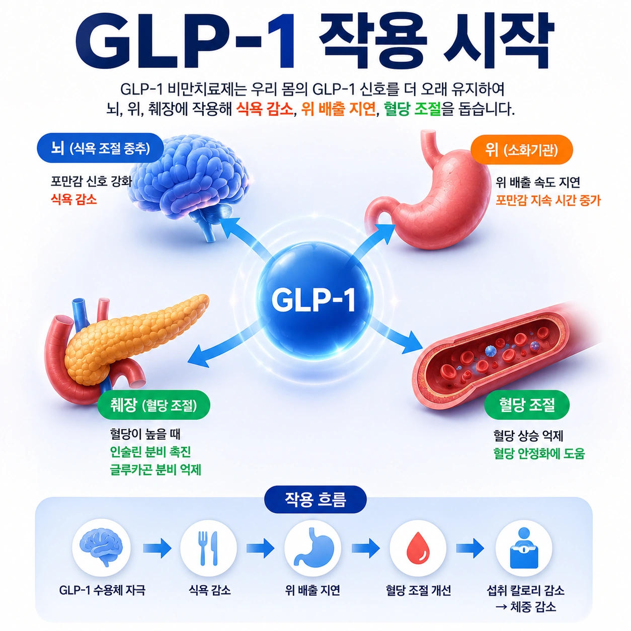 GLP-1-작용-시작
