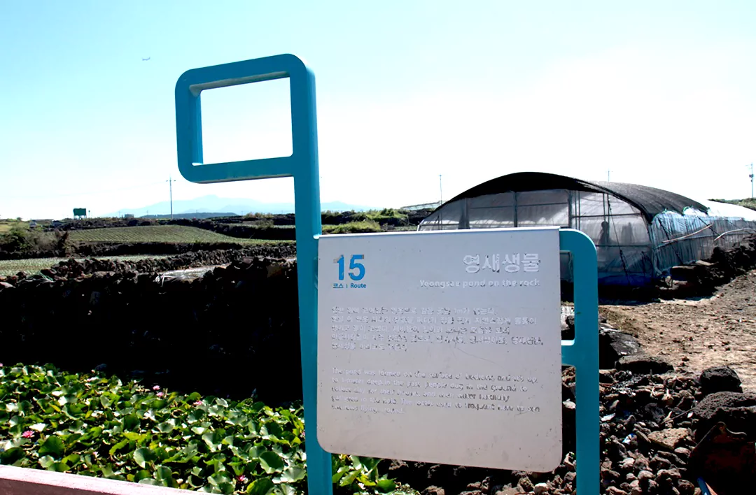 제주 올레길 15코스 A코스 완벽 가이드: 한림항부터 고내포구까지 걷는 내륙 트레일 안내