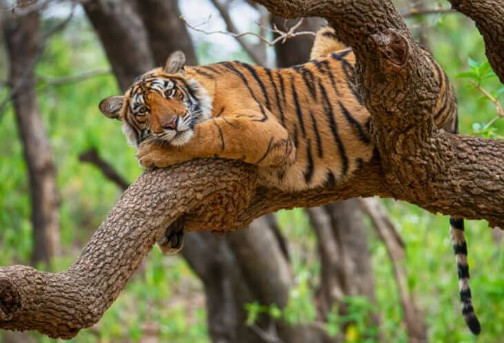 범띠랑개띠궁합