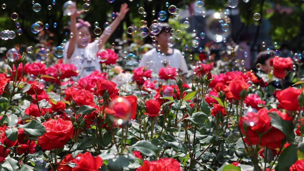 2024 서울장미축제 기간, 소개, 주차팁, 지도