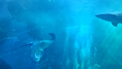 아쿠아 플라넷 제주