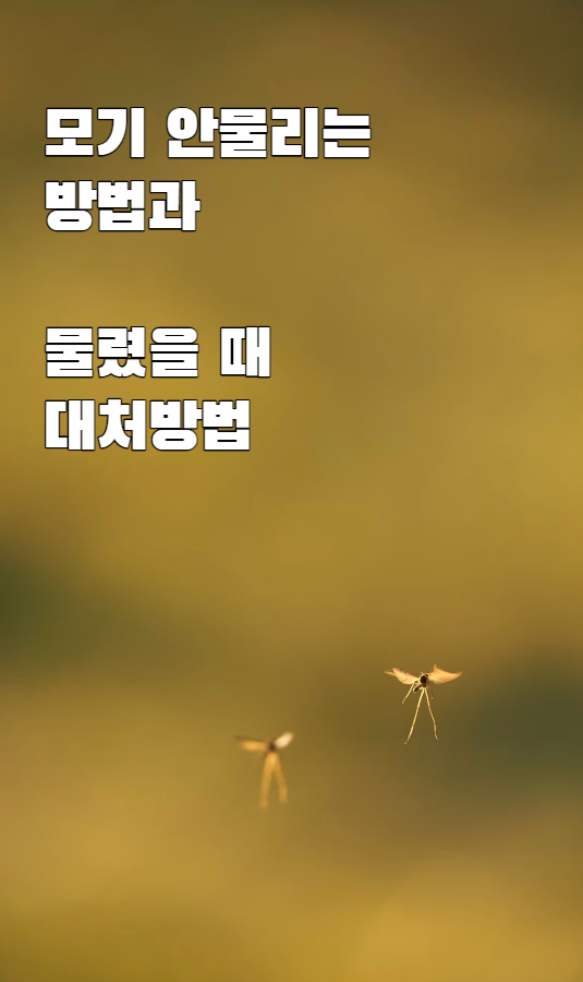모기 안물리는 방법과 물렸을 때 대처방법