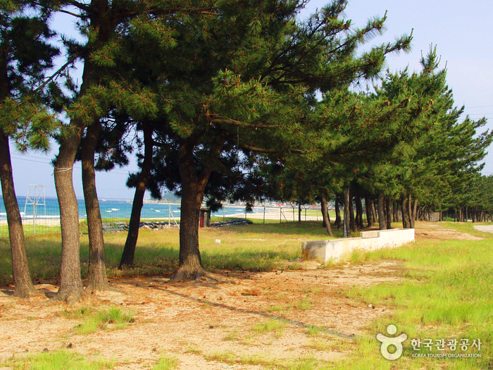 해변옆 소나무들이 줄지어 서있다