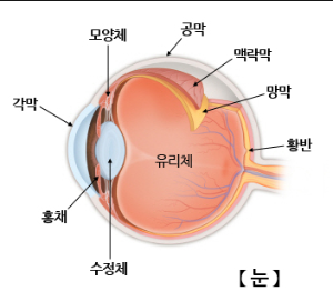 눈의 구조