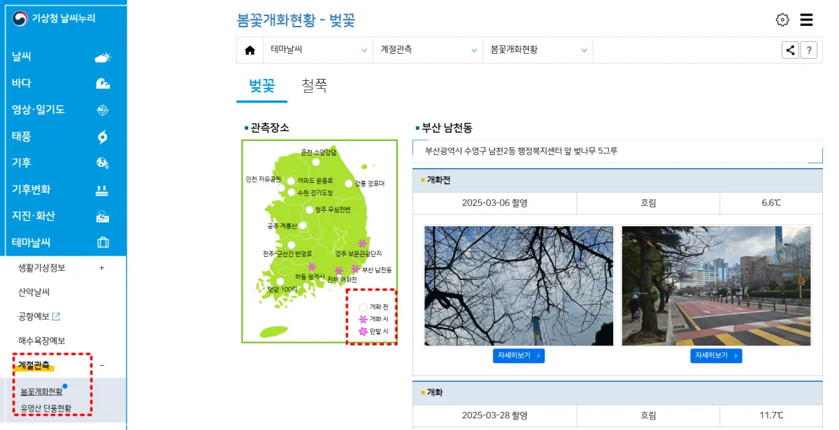 기상청-봄꽃개화현환