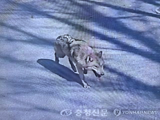 늑구 포획 실패 마취총 드론 재수사