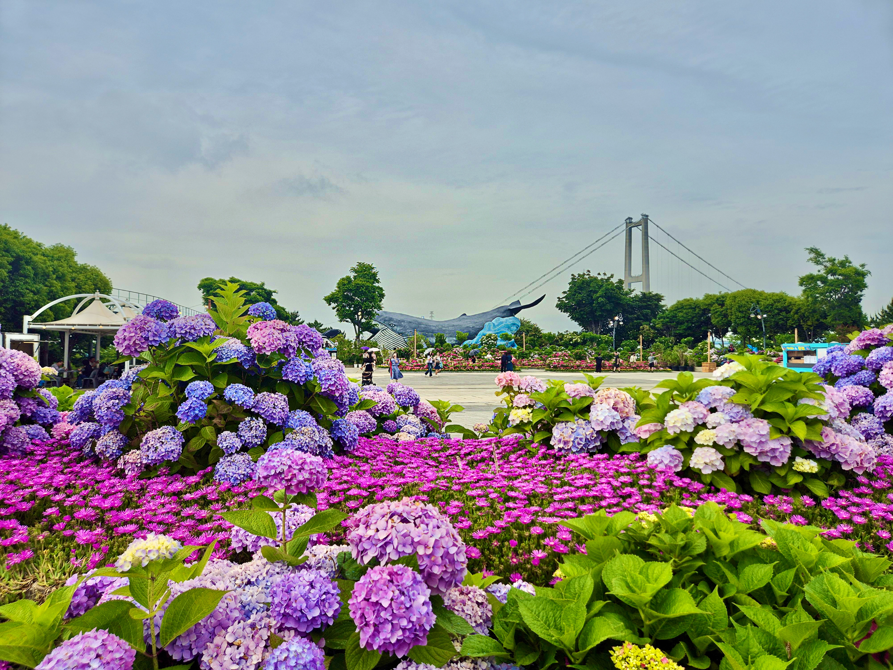 #장생포수국축제 
#울산수국축제 
#고래문화마을 
#울산장생포가볼만한곳 
#장생포포토존 
#고래광장수국길 
#오색수국정원 
#수국축제개화상황2025 
#수국사랑상품권사용처 
#울산6월축제 
#장생포여행코스 
#울산플리마켓체험 
#울산데이트코스 
#울산여행추천 
#장생포주차정보
#수국포토존
#고래문화마을 코스