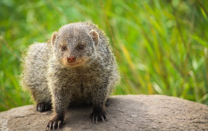 공영 vs 민간의 기술 접목 사례 비교