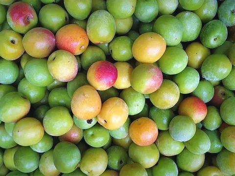 매실 피로 해소에 도움