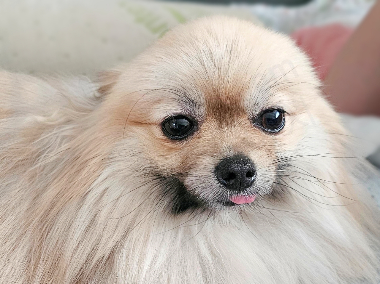 귀를 젖히고 혀를 내민 강아지