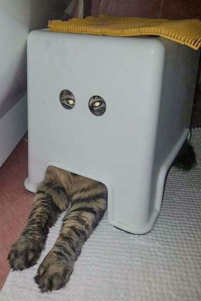 고양이의 이상행동