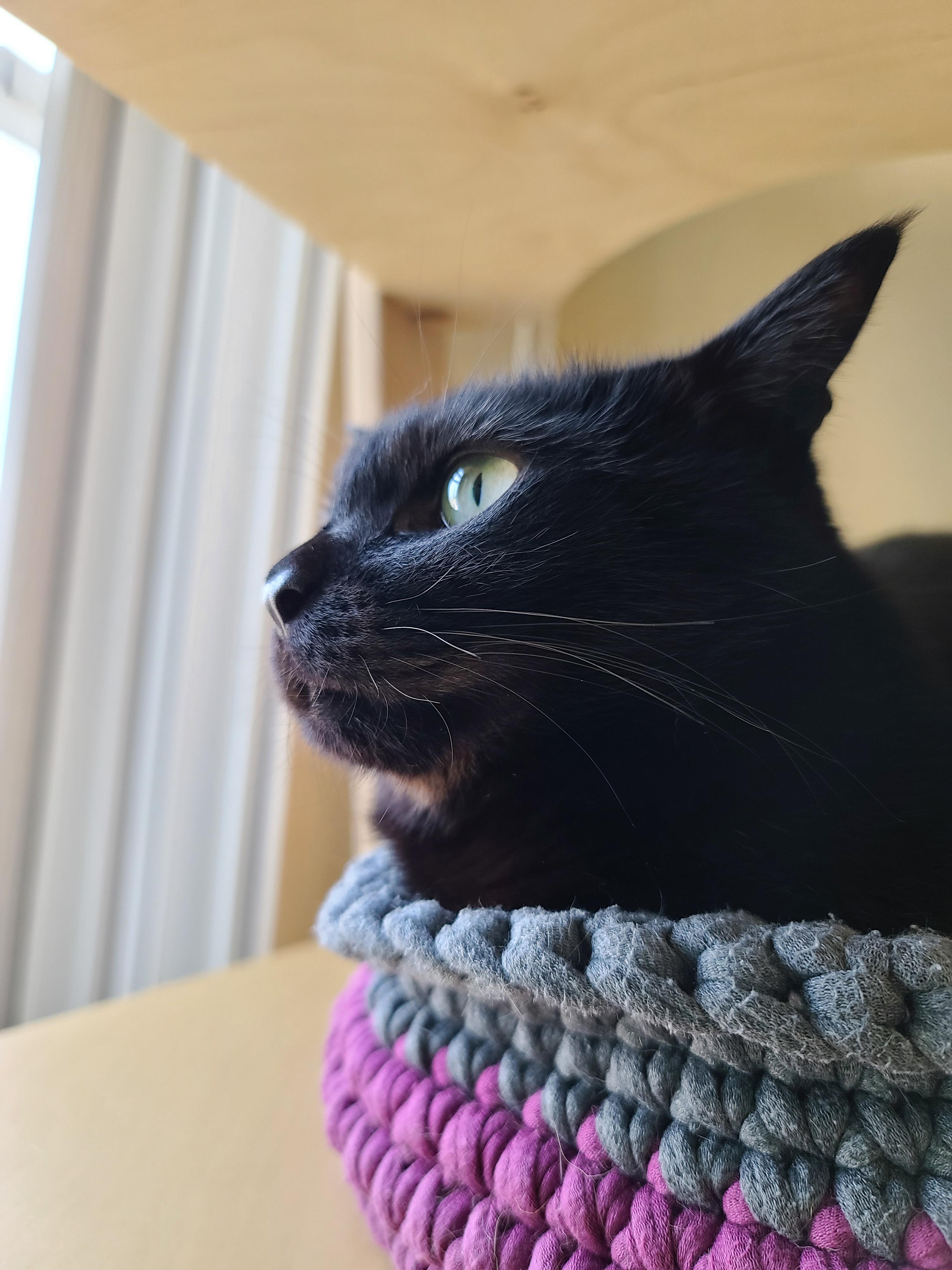 엄마가 만들어준 바구니 제대로 사용하는 고양이 건이.