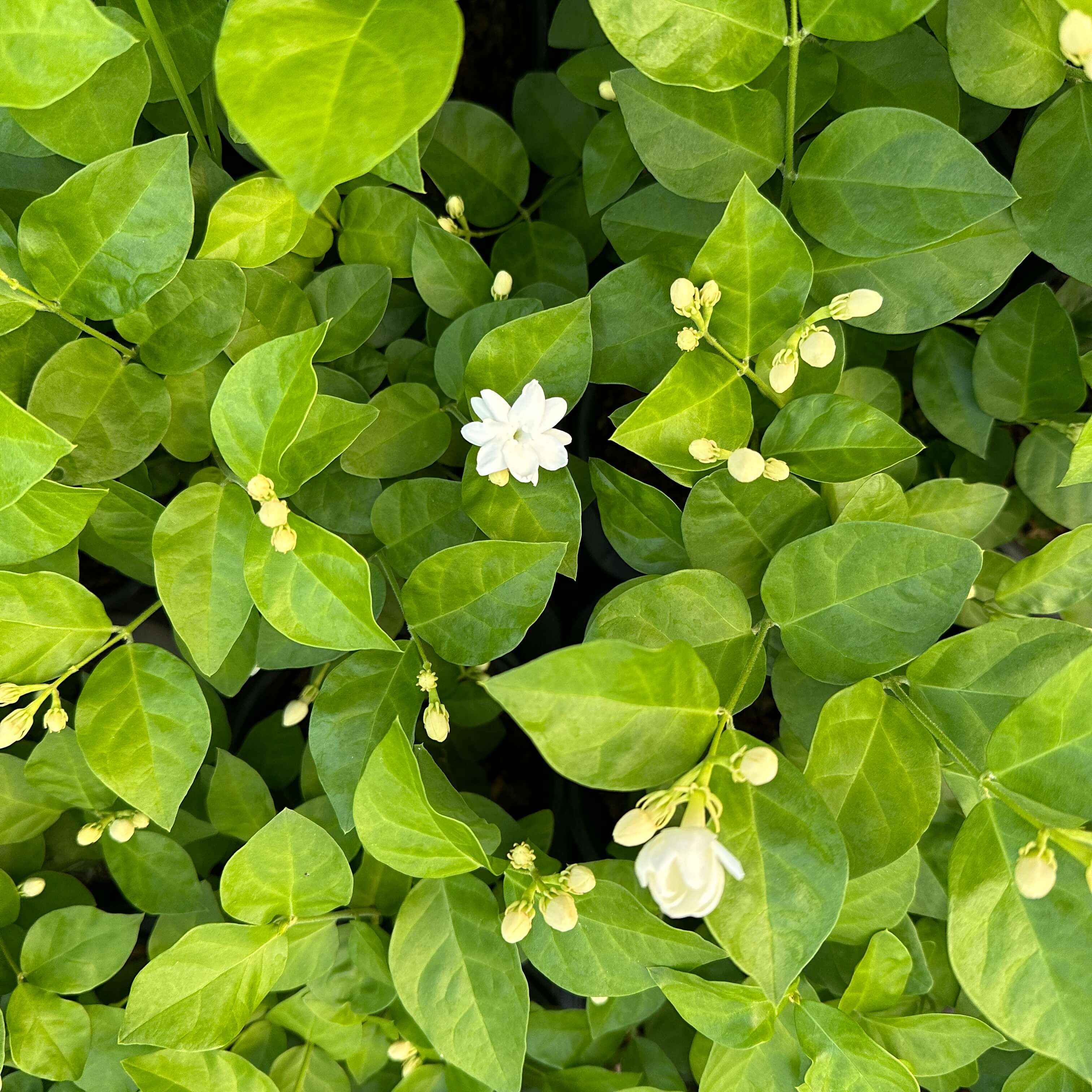 아라비안 자스민 키우기