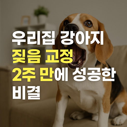 우리집-강아지-짖음-교정-2주-만에-성공한-비결