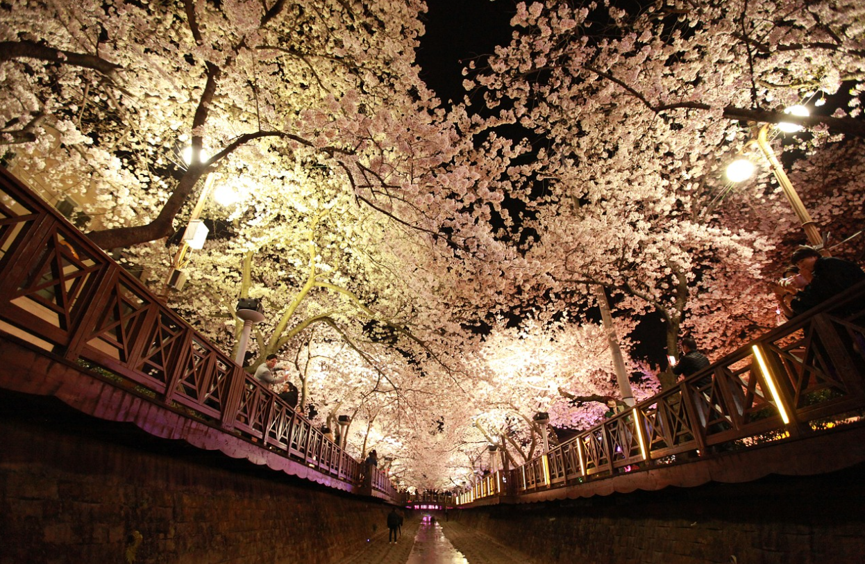 진해 군항제 벚꽃