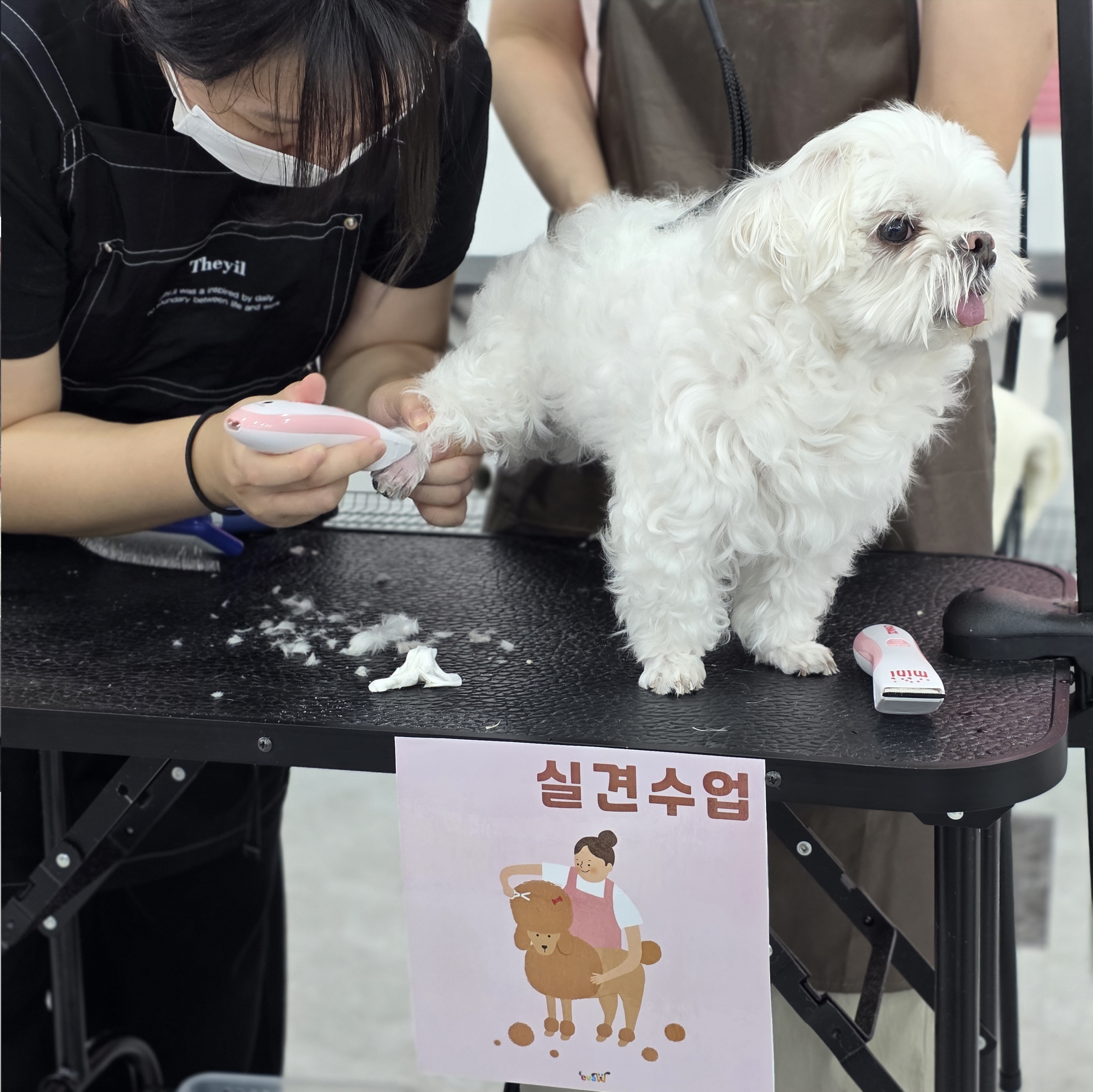 거제애견미용학원