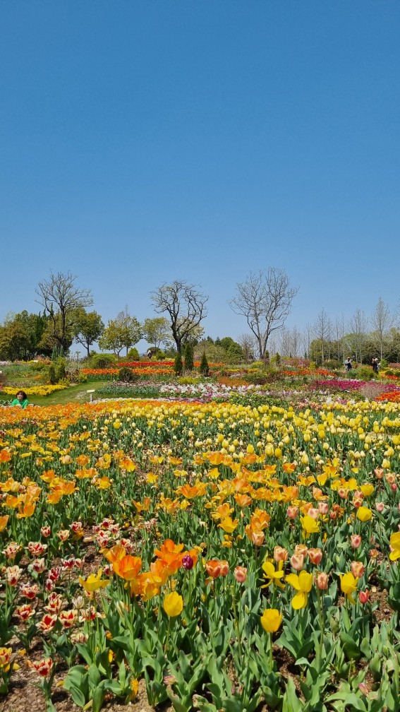순천만국가정원 4월 튤립축제 포토존