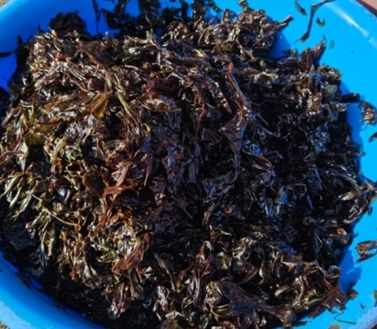 한국기행-울릉도-돌김