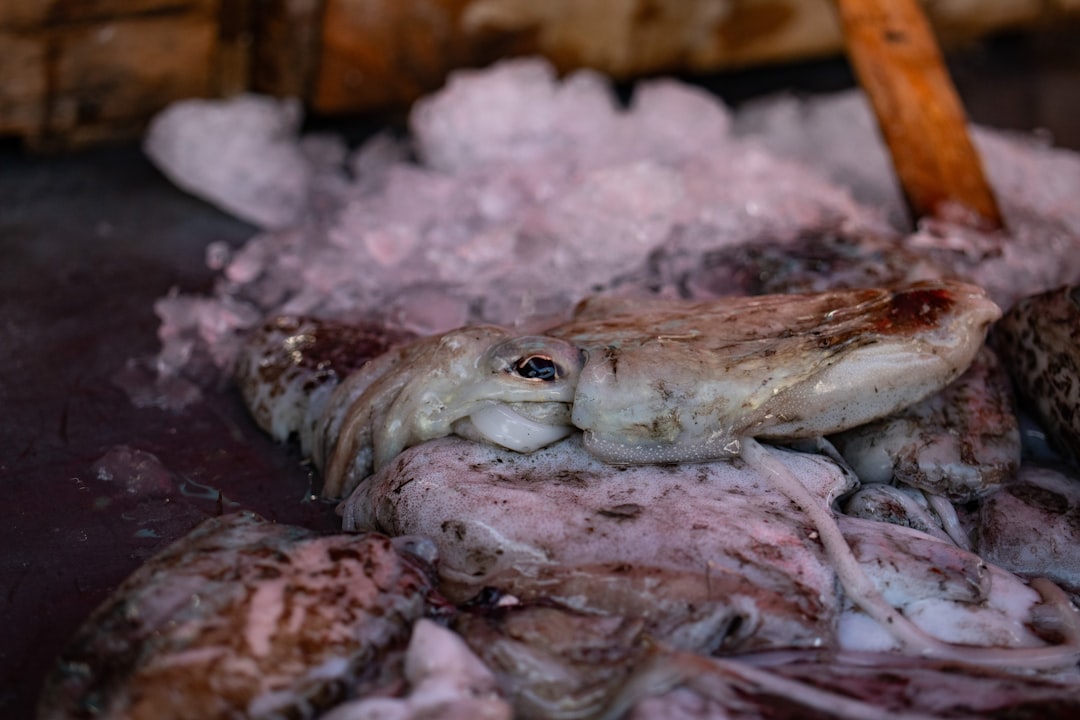 Squid