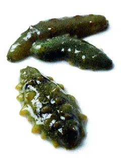 해삼 손질법 해삼보관법 제철 탕 레시피_4