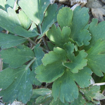 방풍나물 효능 부작용 요리 고르는법 칼로리