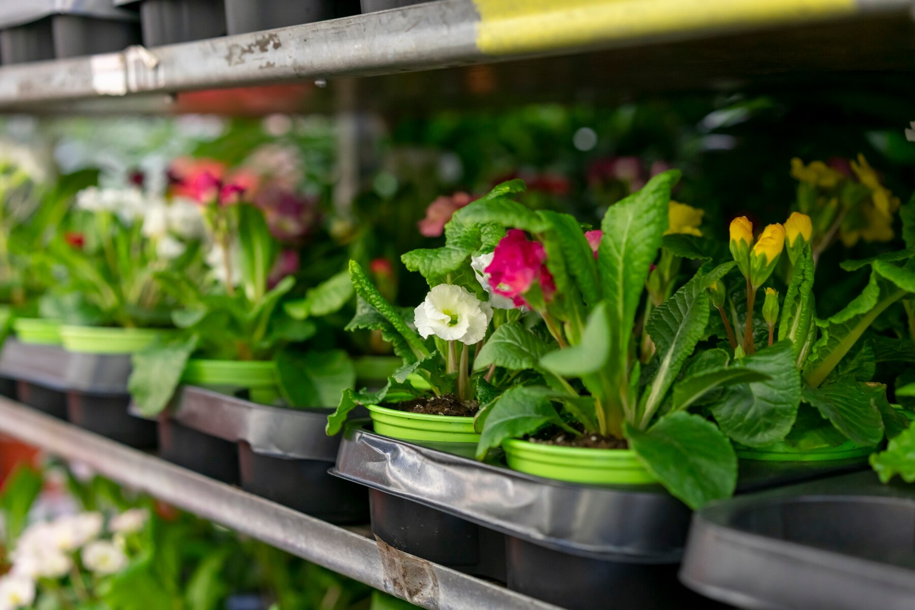 홈가드닝-미세먼지-차단-실내식물-영양제2