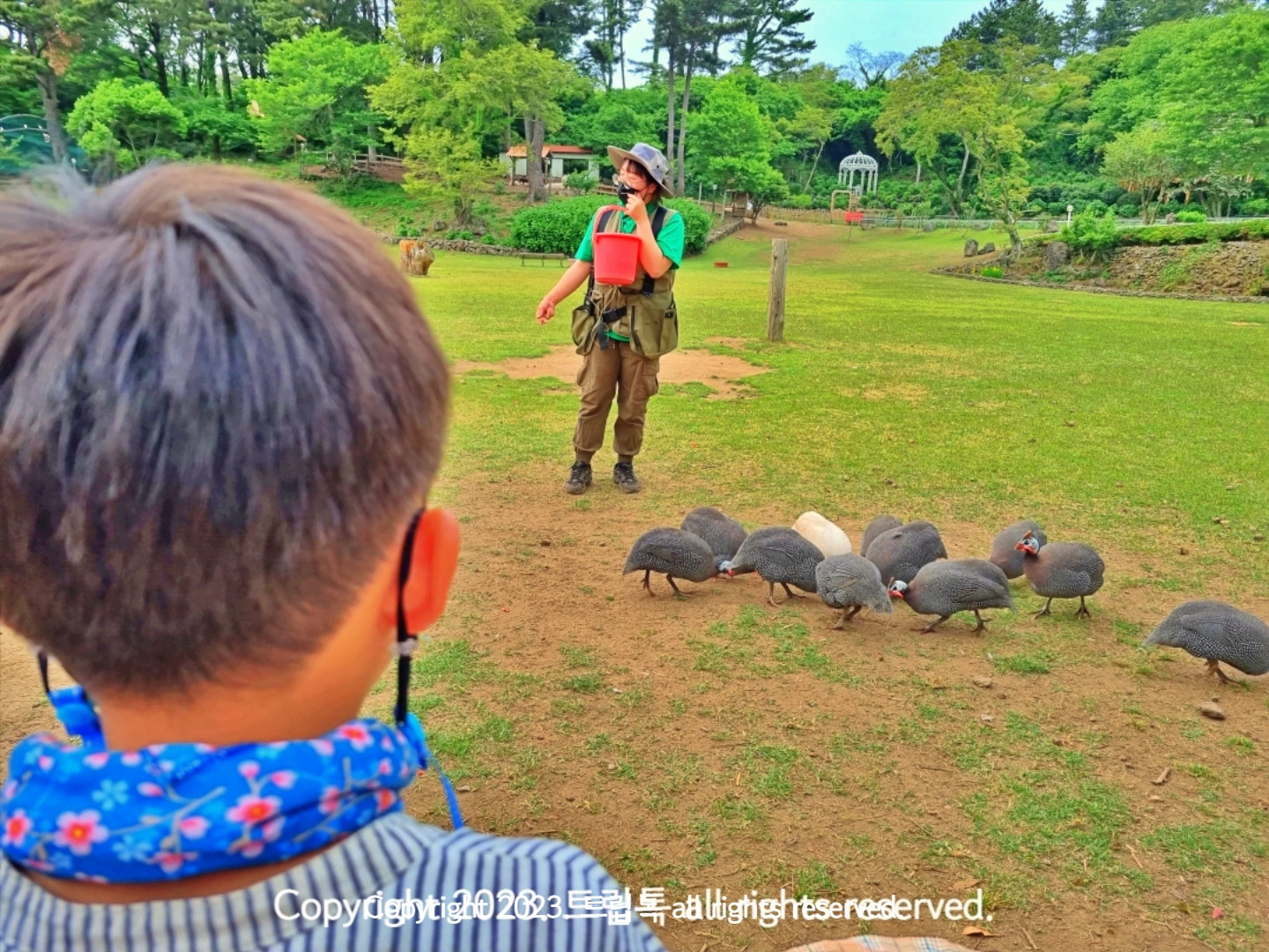 호로조 무리가 먹이를 먹는 모습을 보는 아이의 뒷모습