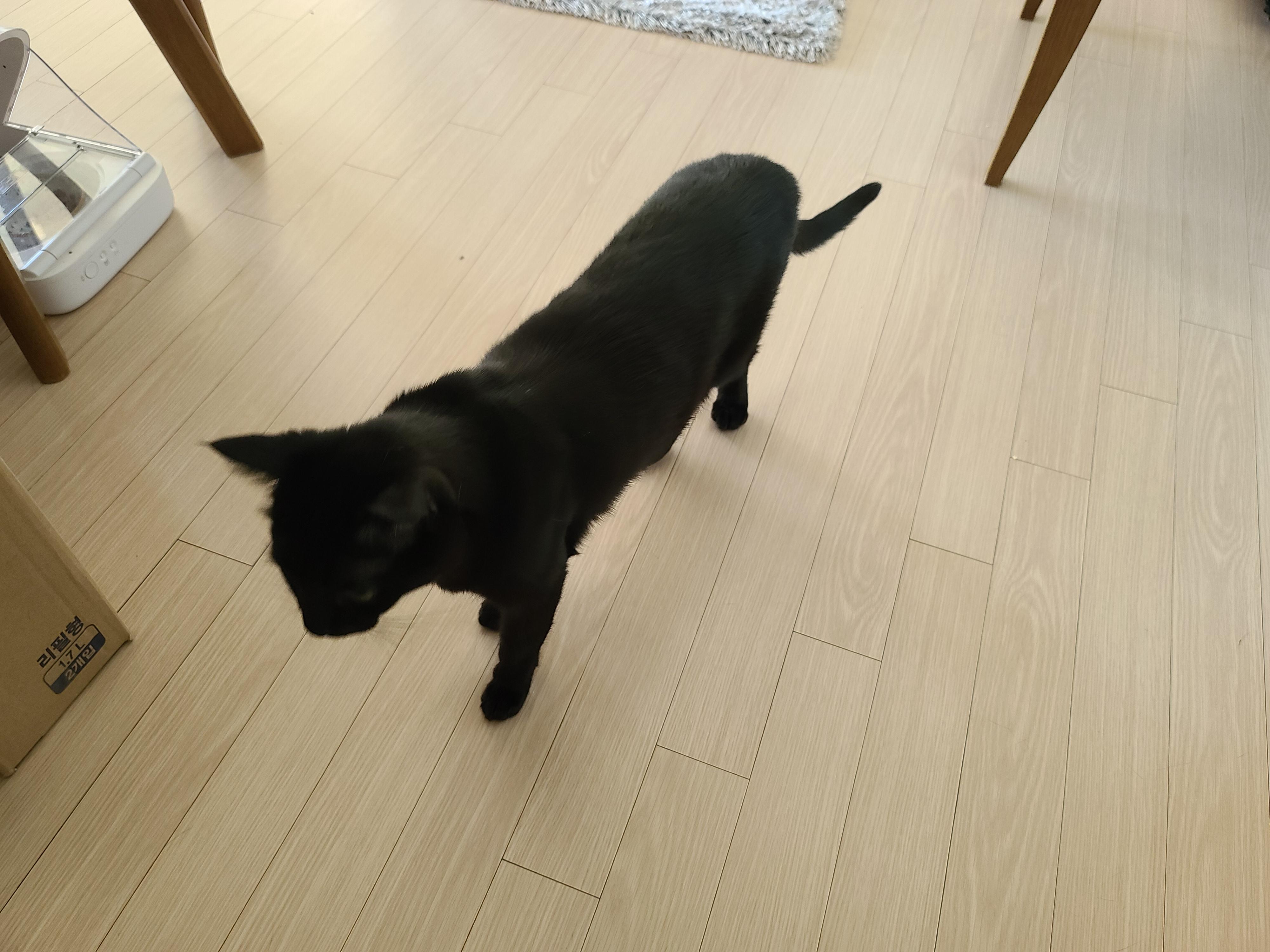 새해첫날 고양이 건