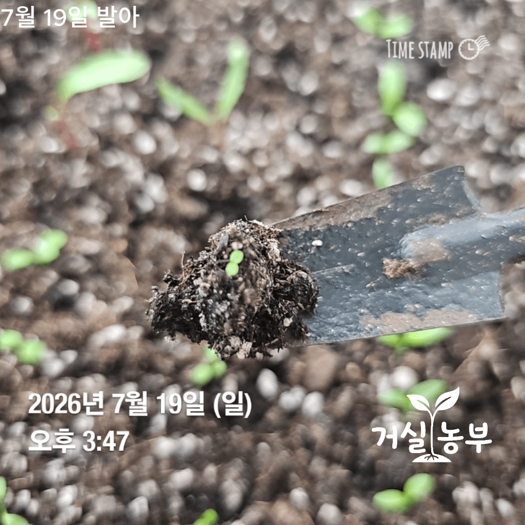 화분 가장자리에서 발아해 흙과 함께 옮겨 심은 어린 루꼴라 새싹