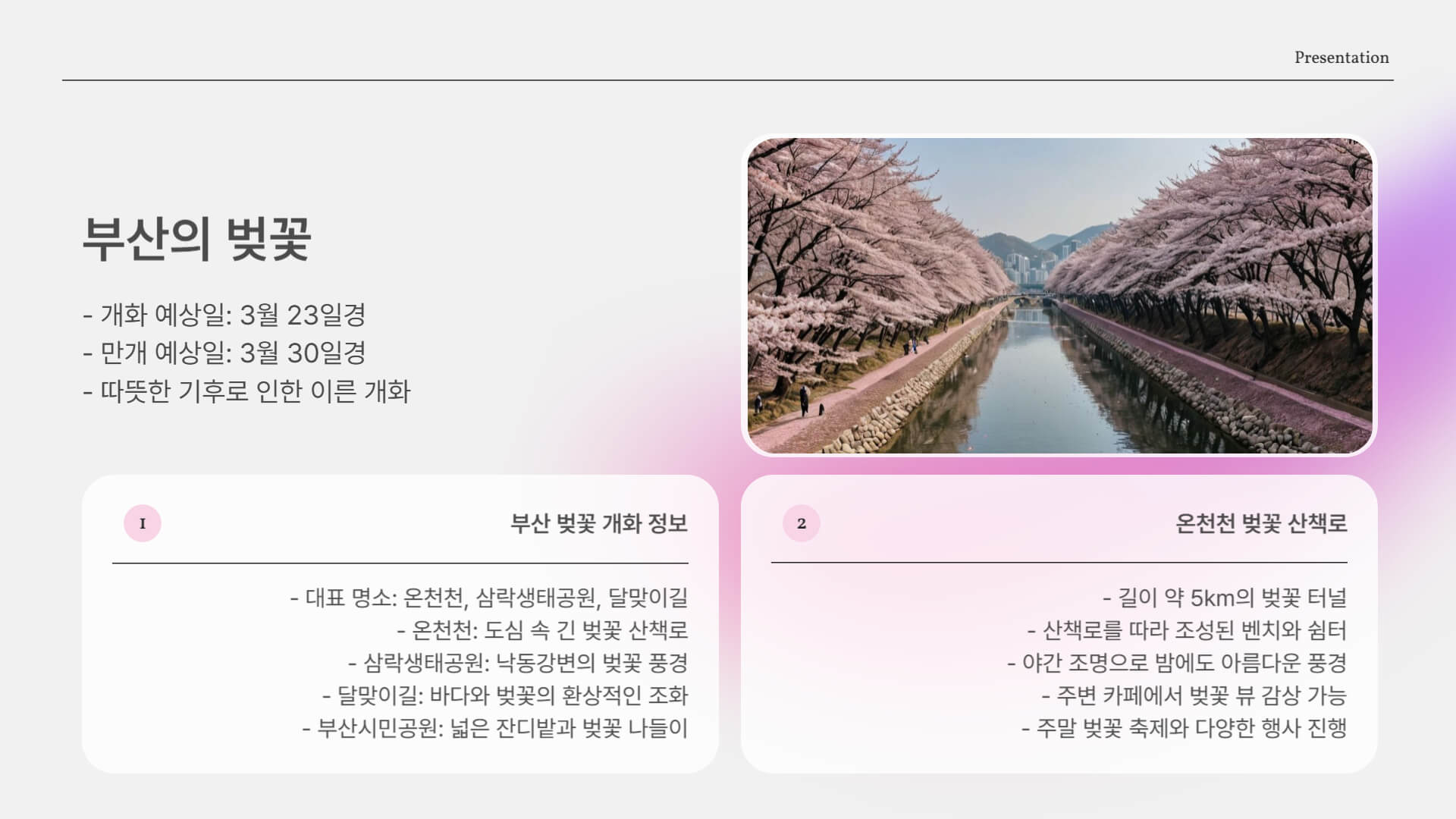 벚꽃 개화 및 만개