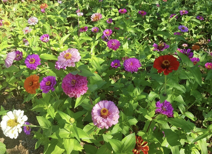 전국 가을 꽃 축제 추천 BEST