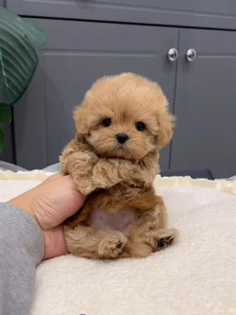 말티푸가격 2024년 솔직한 분양가 정보_17