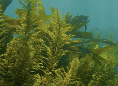 당뇨병의초기증상좋은음식