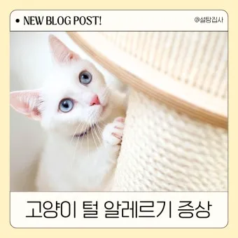 고양이 털 알레르기 완화 방법과 생활 관리 팁_16