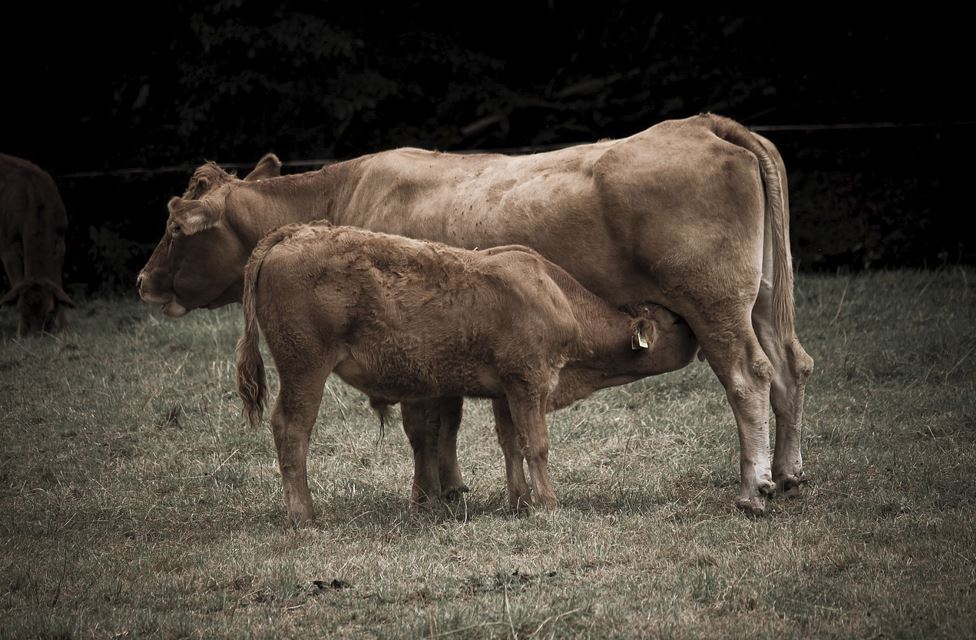 2026년 소띠 운세 총정리｜재물운&middot;건강운&middot;직장운 완벽 해석