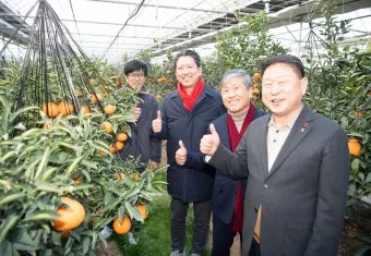 레드향 재배 착과 조절 잎 관리 하우스 온도_13