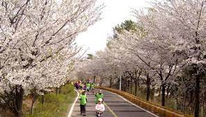 제 12회 장봉도 벚꽃축제 기본일정과 프로그램 및 특징 소개