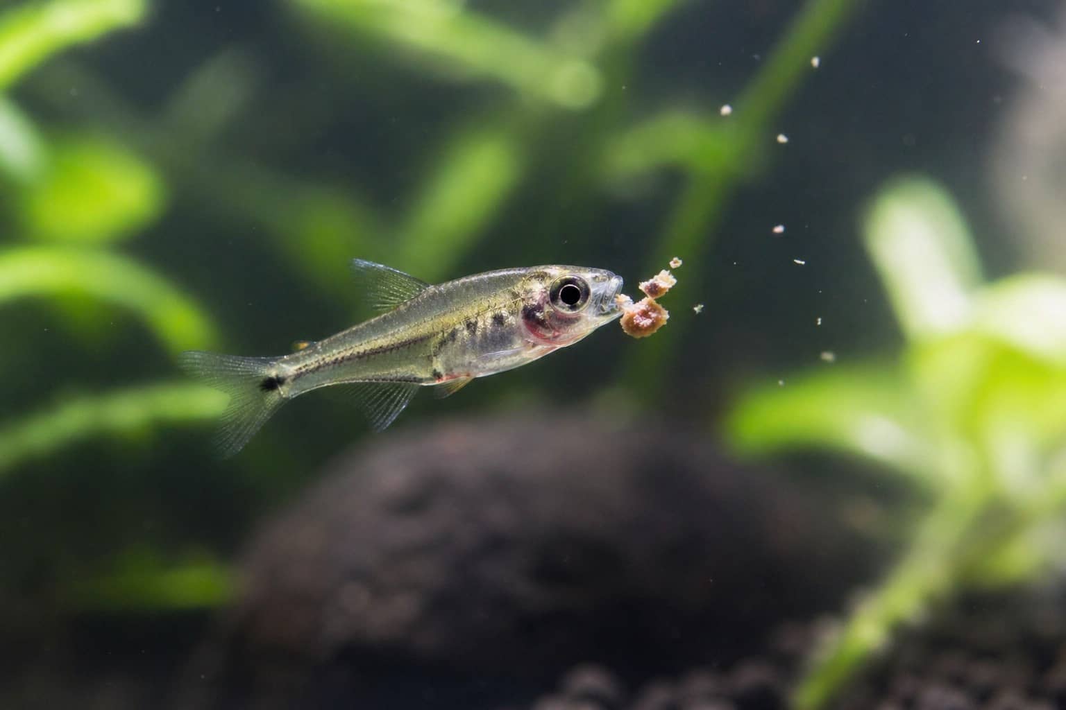 나노피쉬 먹이 예산 줄이기: 최저가 사료 비교, 월 사료비 계산, 급여 스케줄 정리