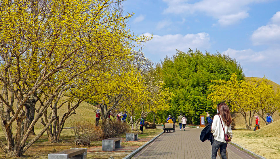 산수유