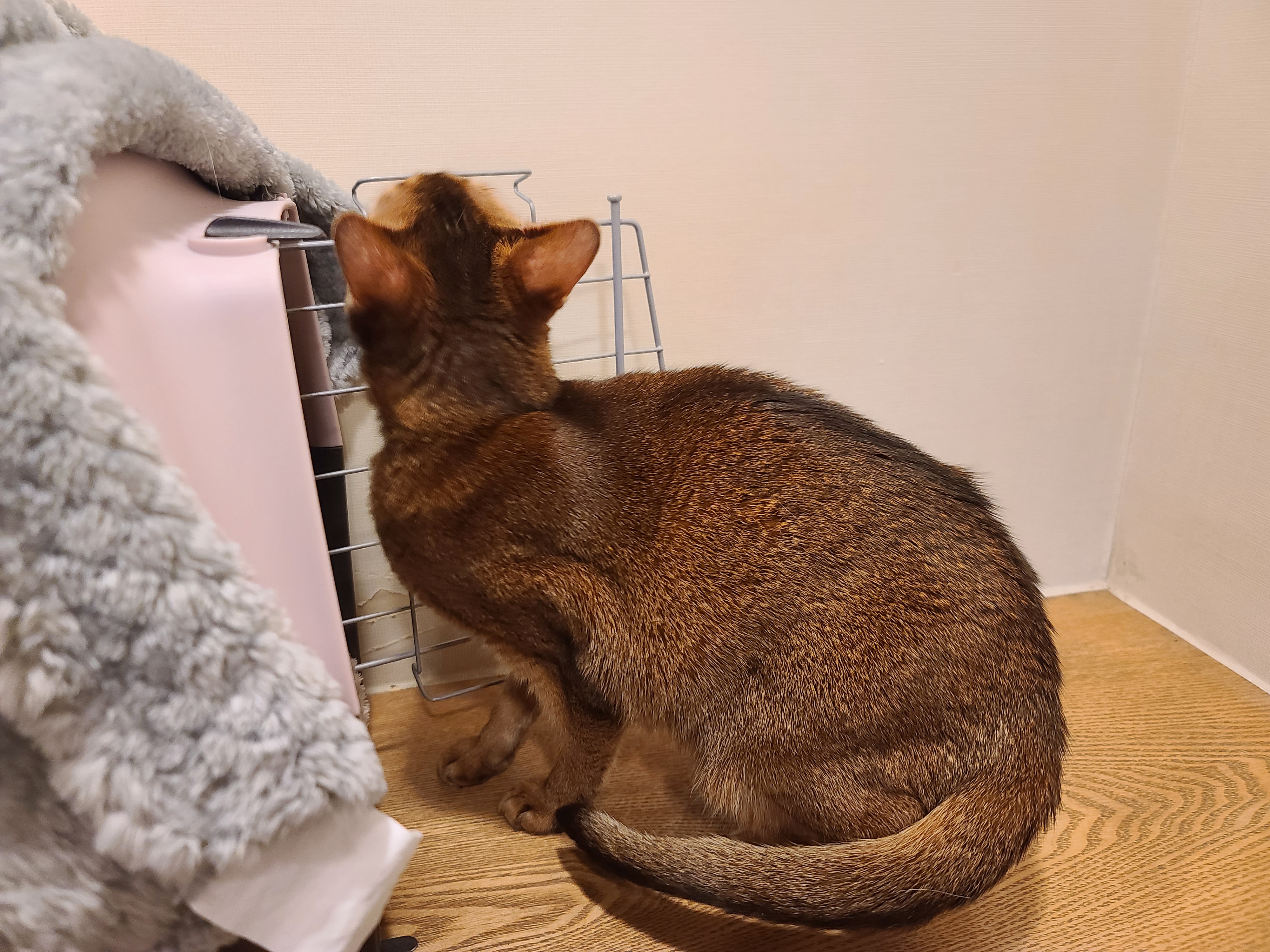 고양이의 스트레스에 관해..(루디는 결국 또 병원행)