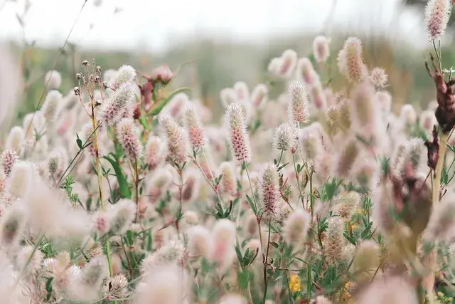 국내 핑크뮬리 명소 추천