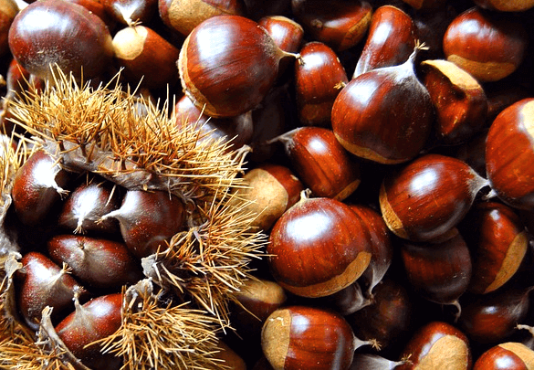 갈색의 단단한 밤들이 한가득 있다. 까실까실한 밤송이도 있다.