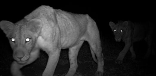 어둠 속에서 걸어가고 있는 암사자 두마리 사진